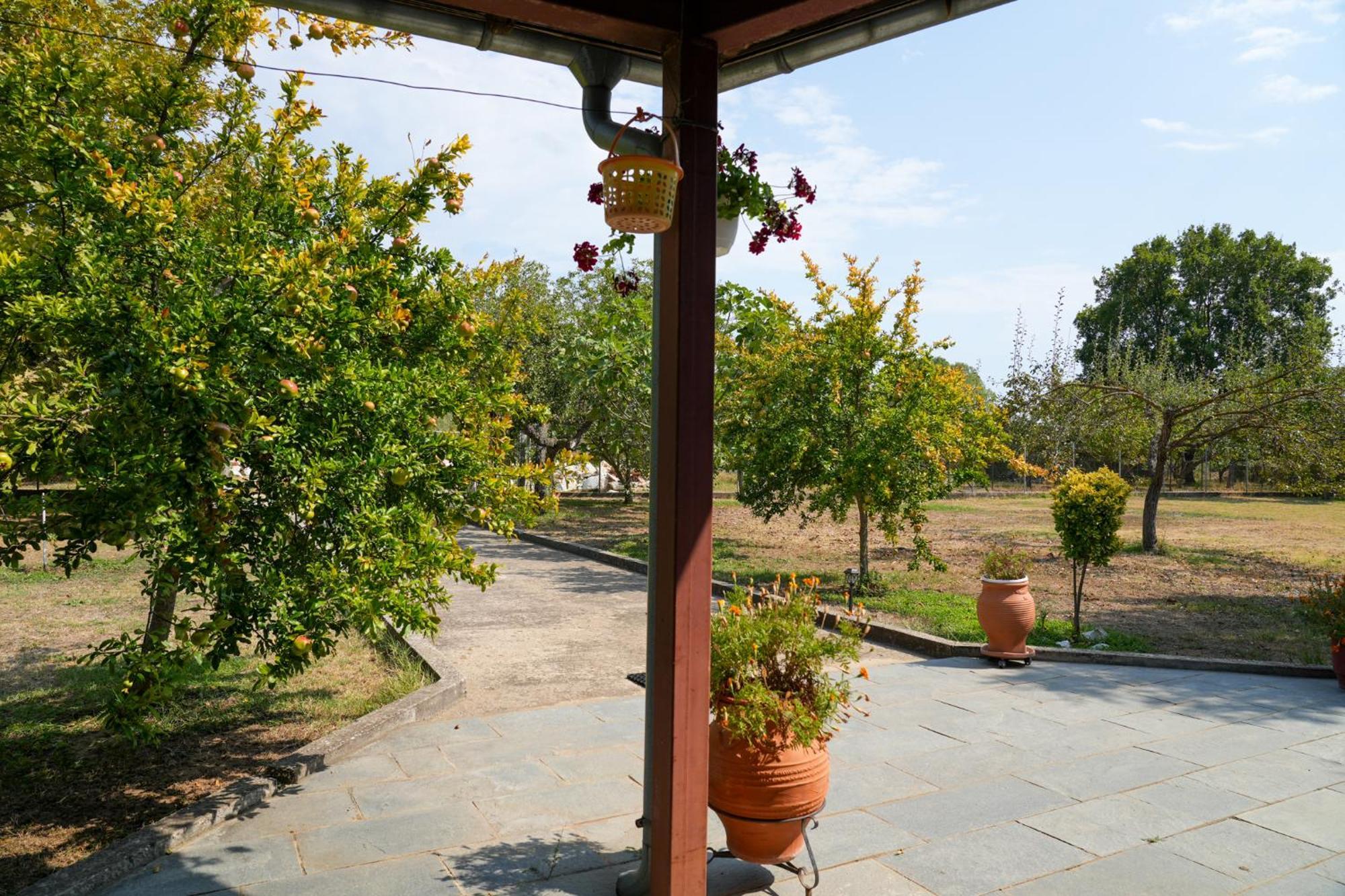 Olive Summer House Chrysi Ammoudia Ngoại thất bức ảnh